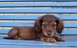 Miniature Dachshund dogs for sale: Dexter - Image 11