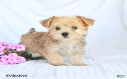 Morkie dogs for sale: Molly - Image 1