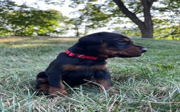 Doberman Pinscher dogs for sale: Dante - Image 3