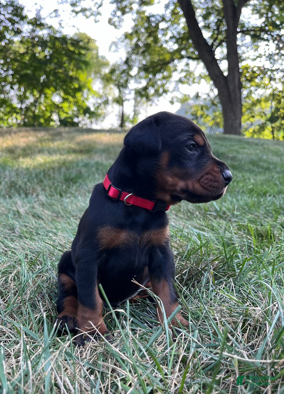 Doberman Pinscher dogs for sale: Dante - Image 3