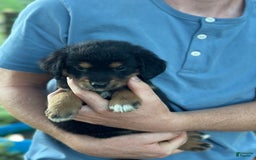 Golden Retriever dogs for sale: Female 3 - Image 3