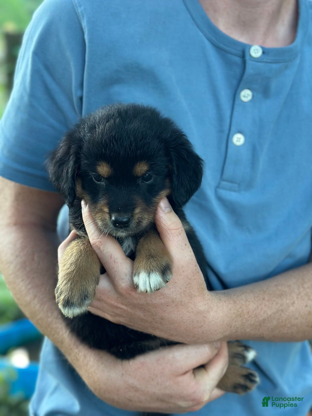 Golden Retriever dogs for sale: Female 3 - Image 3