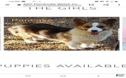 Welsh Corgi Pembroke dogs for sale: Wrigley - Image 3