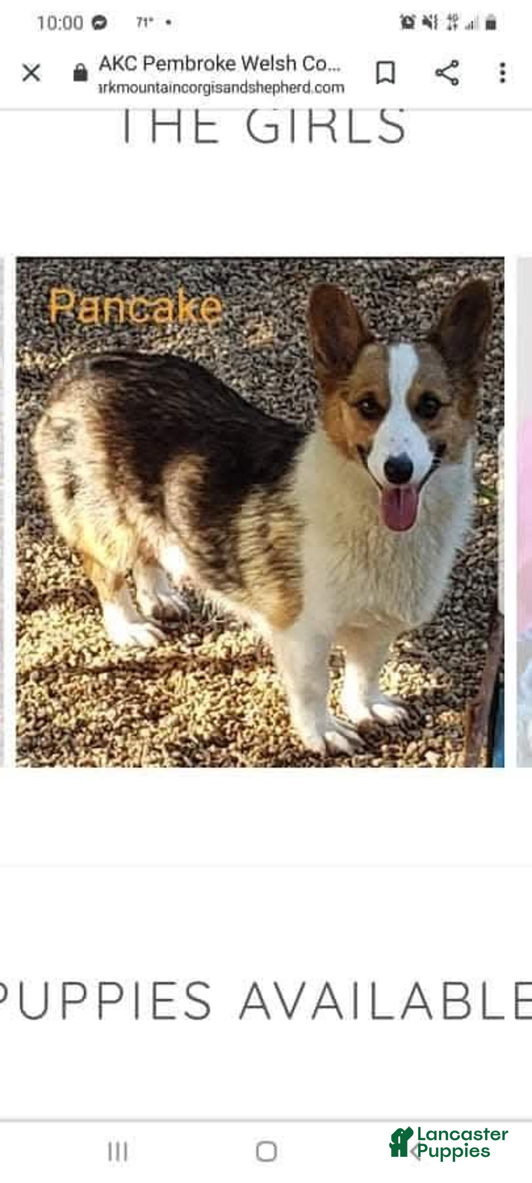 Welsh Corgi Pembroke dogs for sale: Wrigley - Image 3