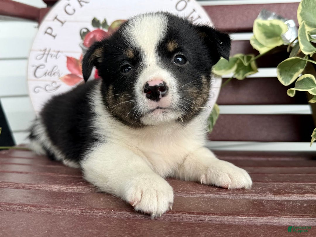 Shiba Inu dogs for sale: Evan - Image 3