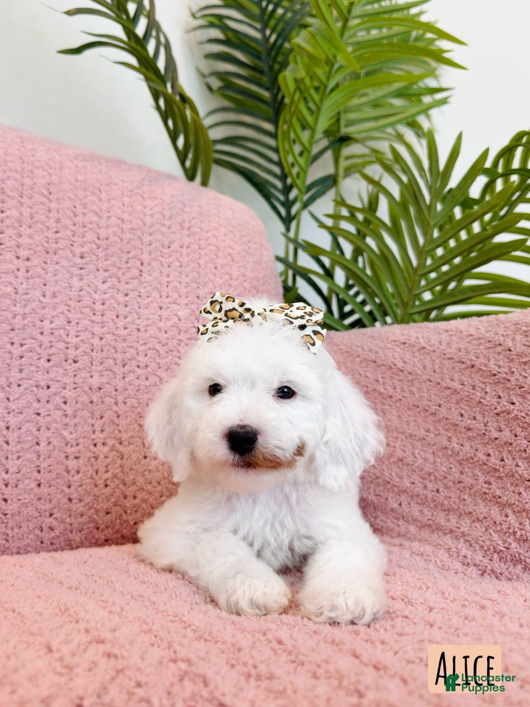 Mini Goldendoodle dogs for sale: Petite Alice - Image 13