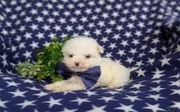 Miniature Poodle dogs for sale: Broderick - Image 5
