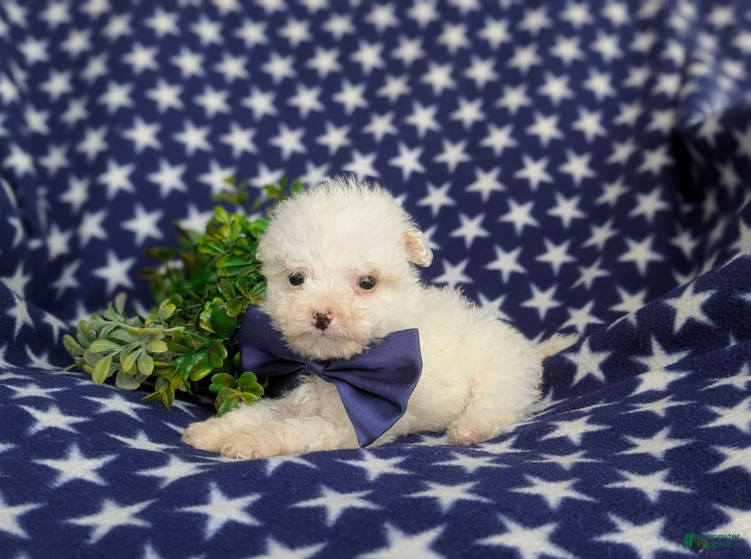 Miniature Poodle dogs for sale: Broderick - Image 5