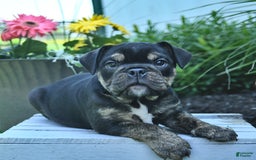 English Bulldog dogs for sale: Teddy - Image 4