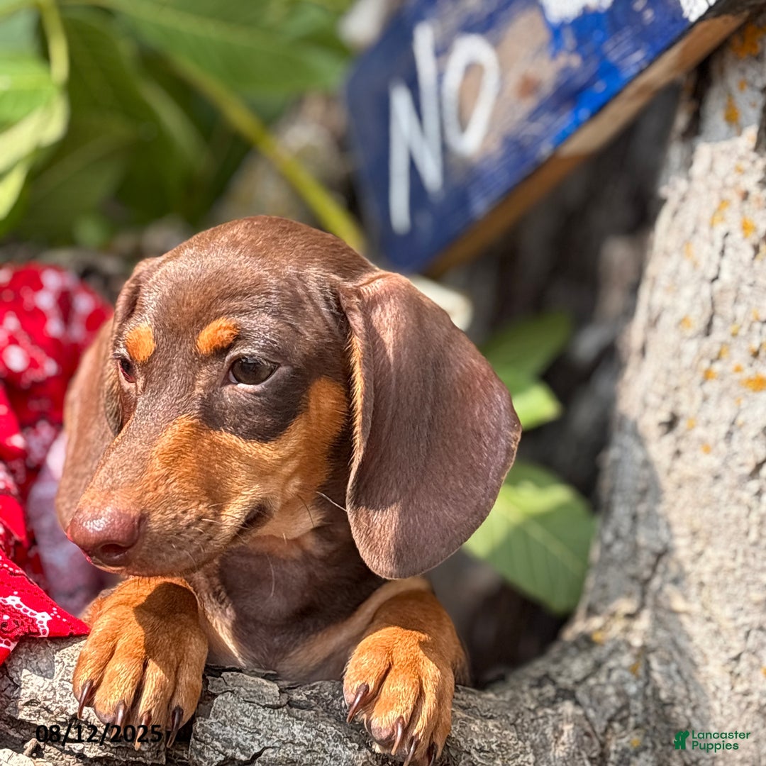 Miniature Dachshund dogs for sale: Mike - Image 4