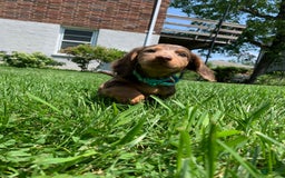 Miniature Dachshund dogs for sale: Mickey - Image 2