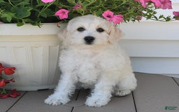Schnoodle dogs for sale: Lily - Image 2