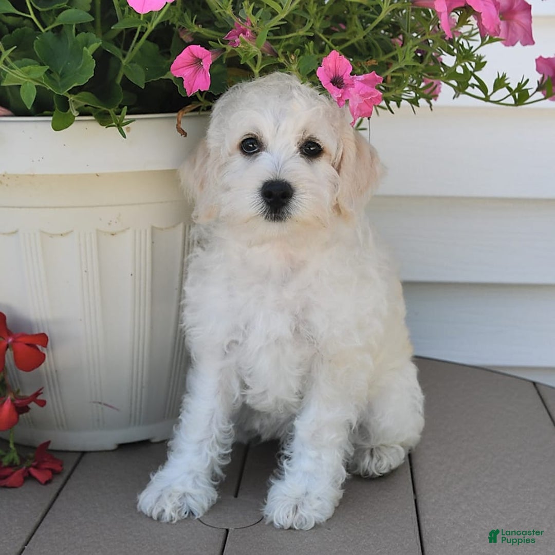 Schnoodle dogs for sale: Lily - Image 2