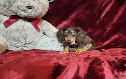 Miniature Dachshund dogs for sale: CANDY - Image 6