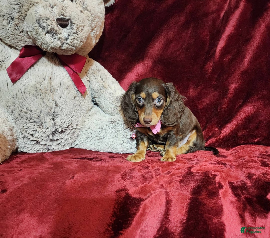 Miniature Dachshund dogs for sale: CANDY - Image 6