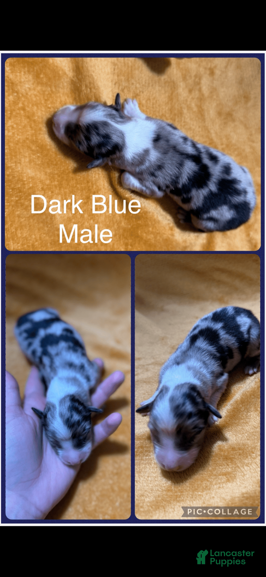 Australian Shepherd dogs for sale: Dark Green Collar M - Image 1