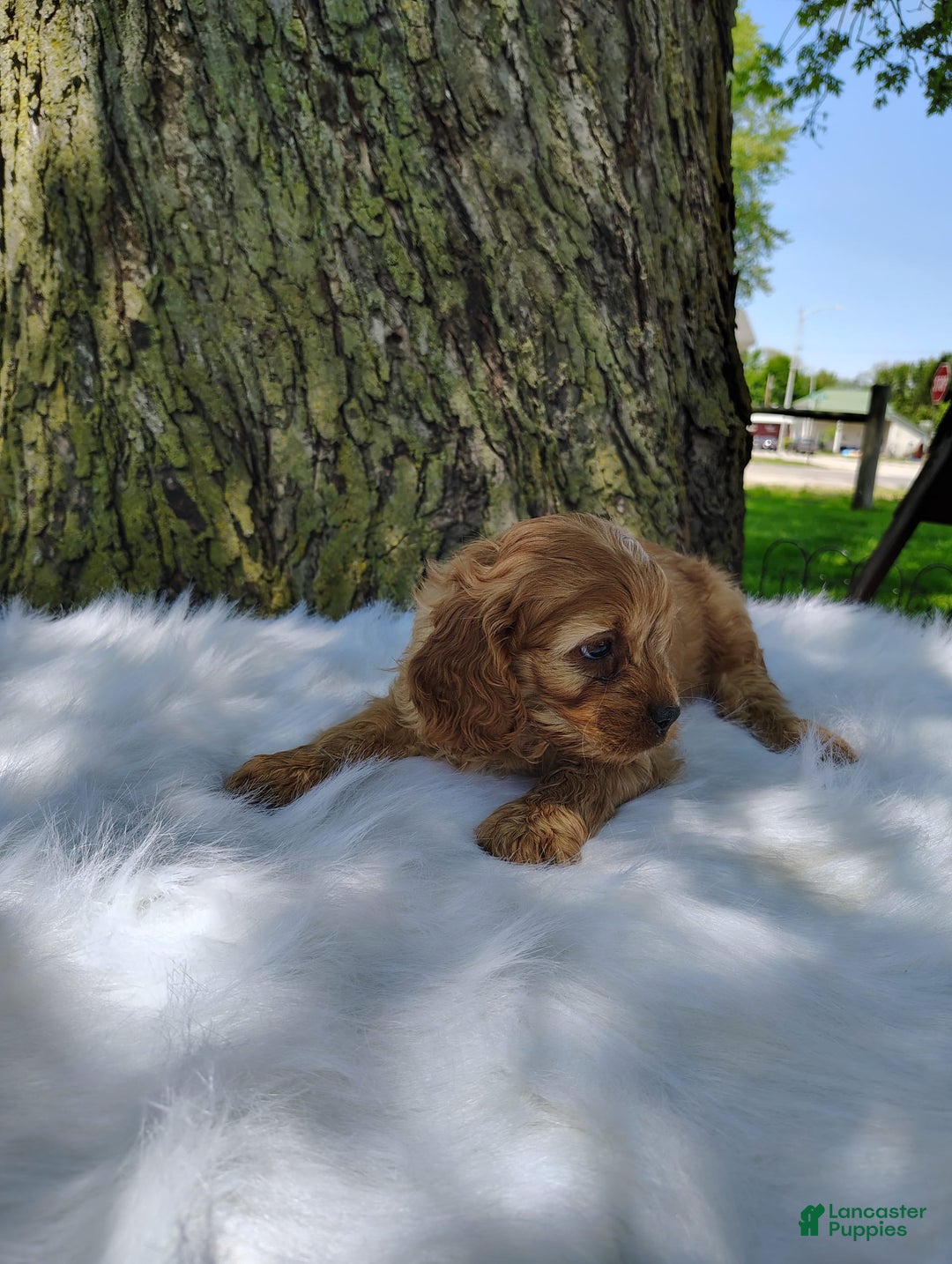 Cavalier King Charles Spaniel dogs for sale: Dos - Image 9