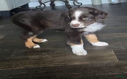 Australian Shepherd dogs for sale: Nutmeg - Image 1