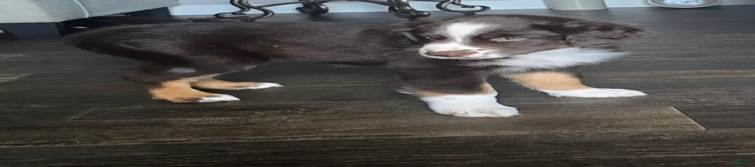 Nutmeg