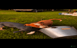 American Pit Bull Terrier dogs for sale: Willis - Image 1