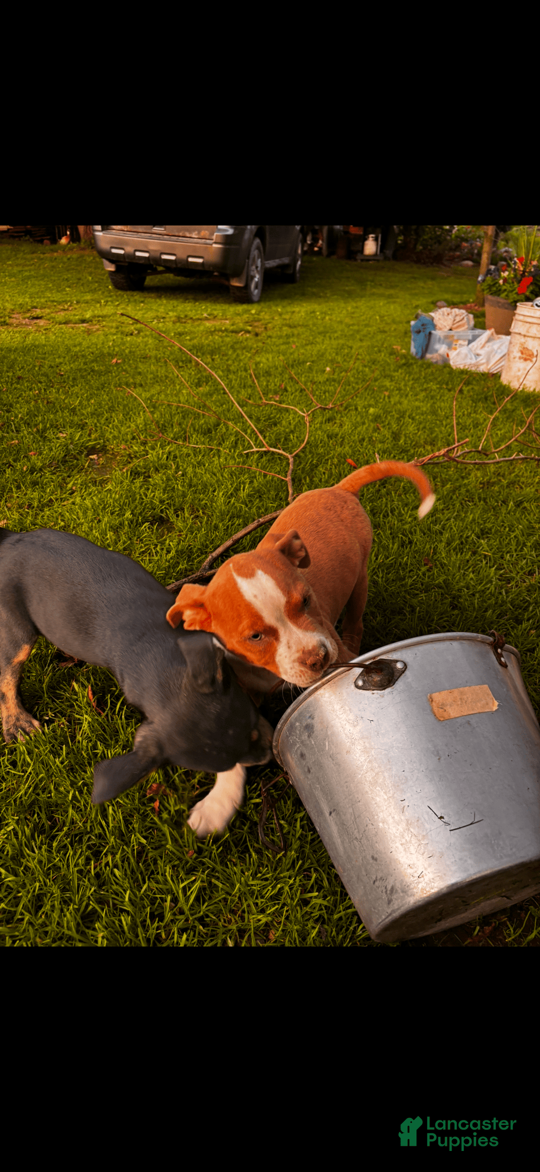 American Pit Bull Terrier dogs for sale: Willis - Image 1