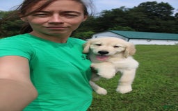 Golden Retriever dogs for sale: Eight Oclock - Image 4