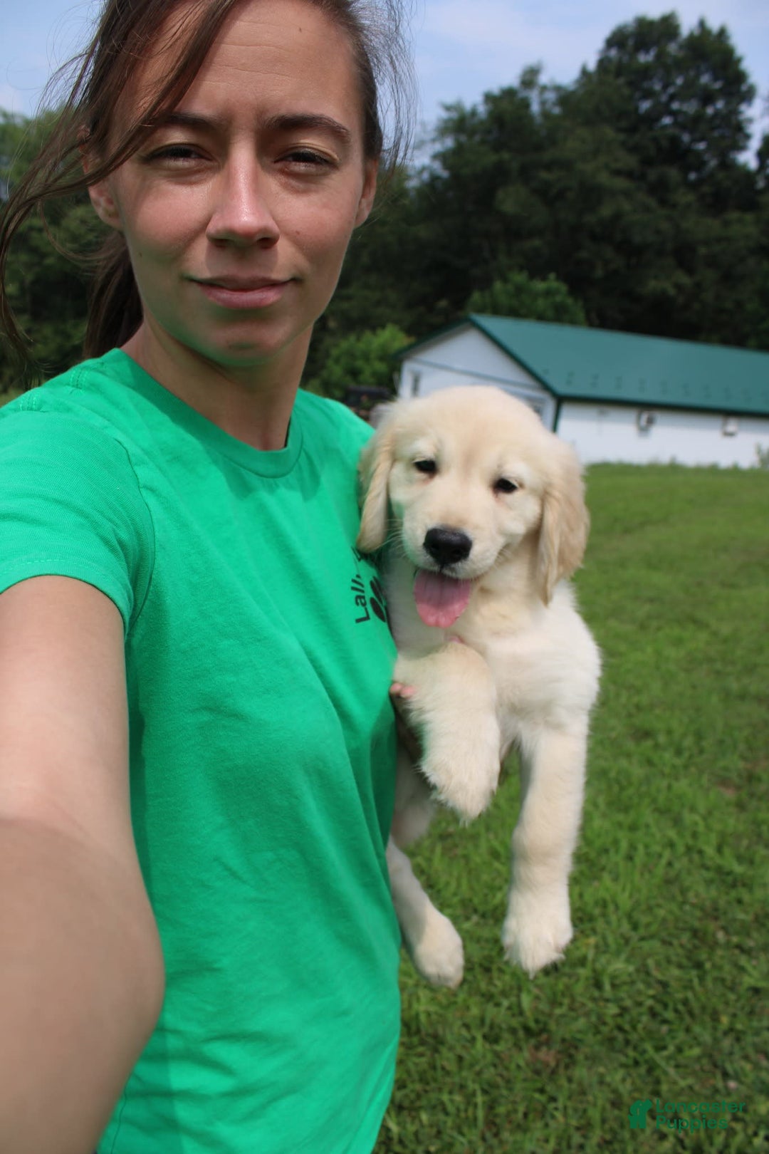 Golden Retriever dogs for sale: Eight Oclock - Image 4
