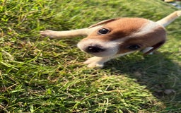 Jack Russell Terrier dogs for sale: Pete - Image 9