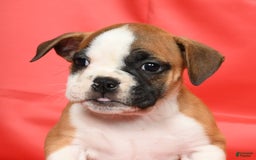 Beabull dogs for sale: Kit Kat - Image 3