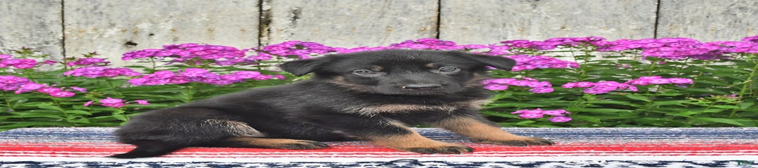 Megan