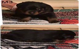 Rottweiler dogs for sale: F4 - Image 6