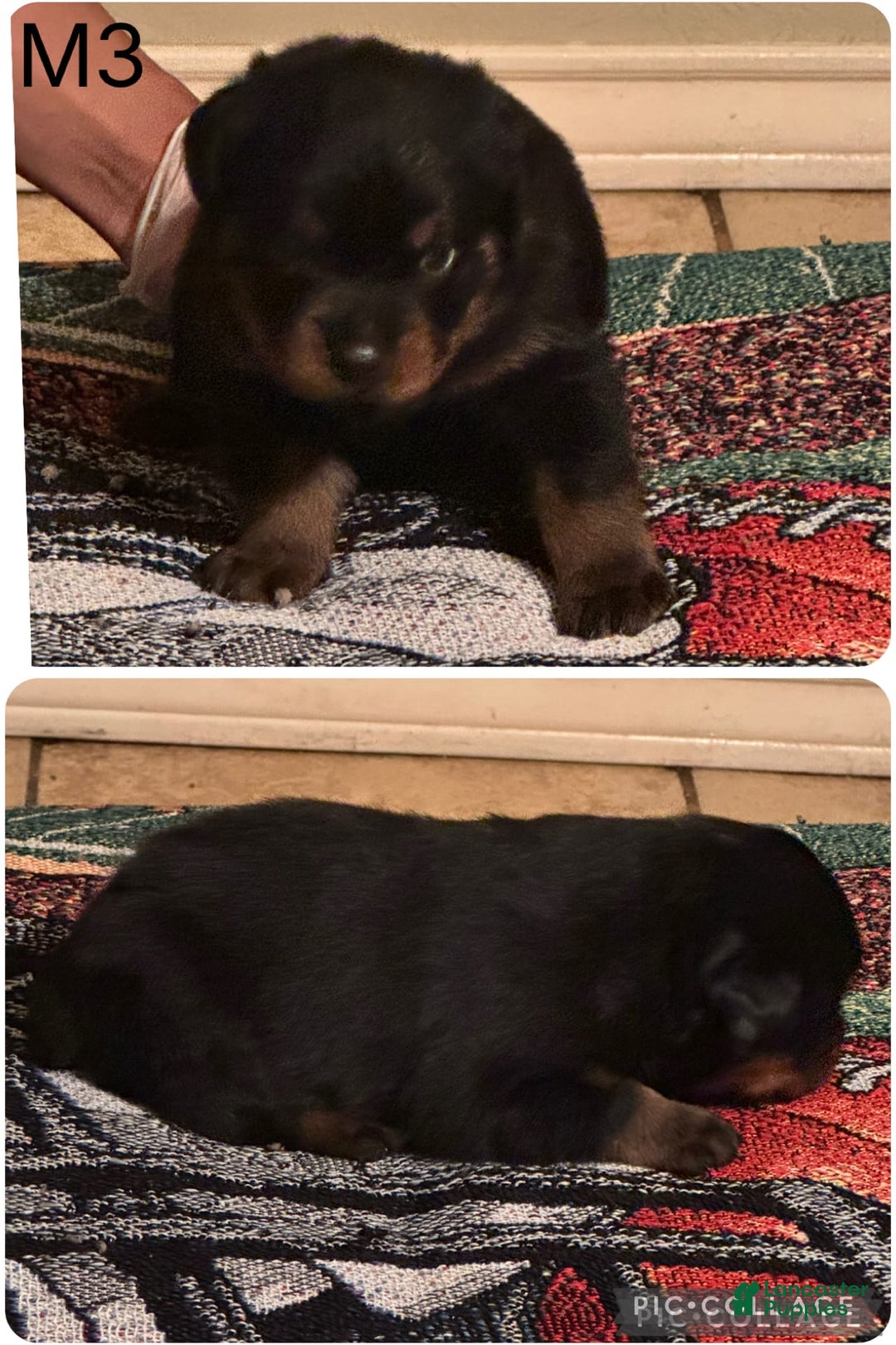 Rottweiler dogs for sale: F4 - Image 6
