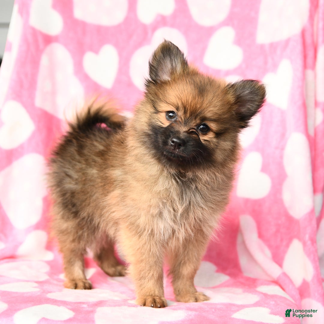 Pomeranian dogs for sale: Pomeranian 3 puppies - Image 9