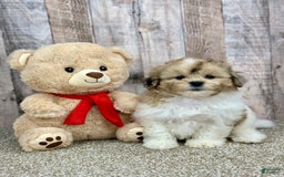 Shihpoo dogs for sale: Cupcake - Image 3