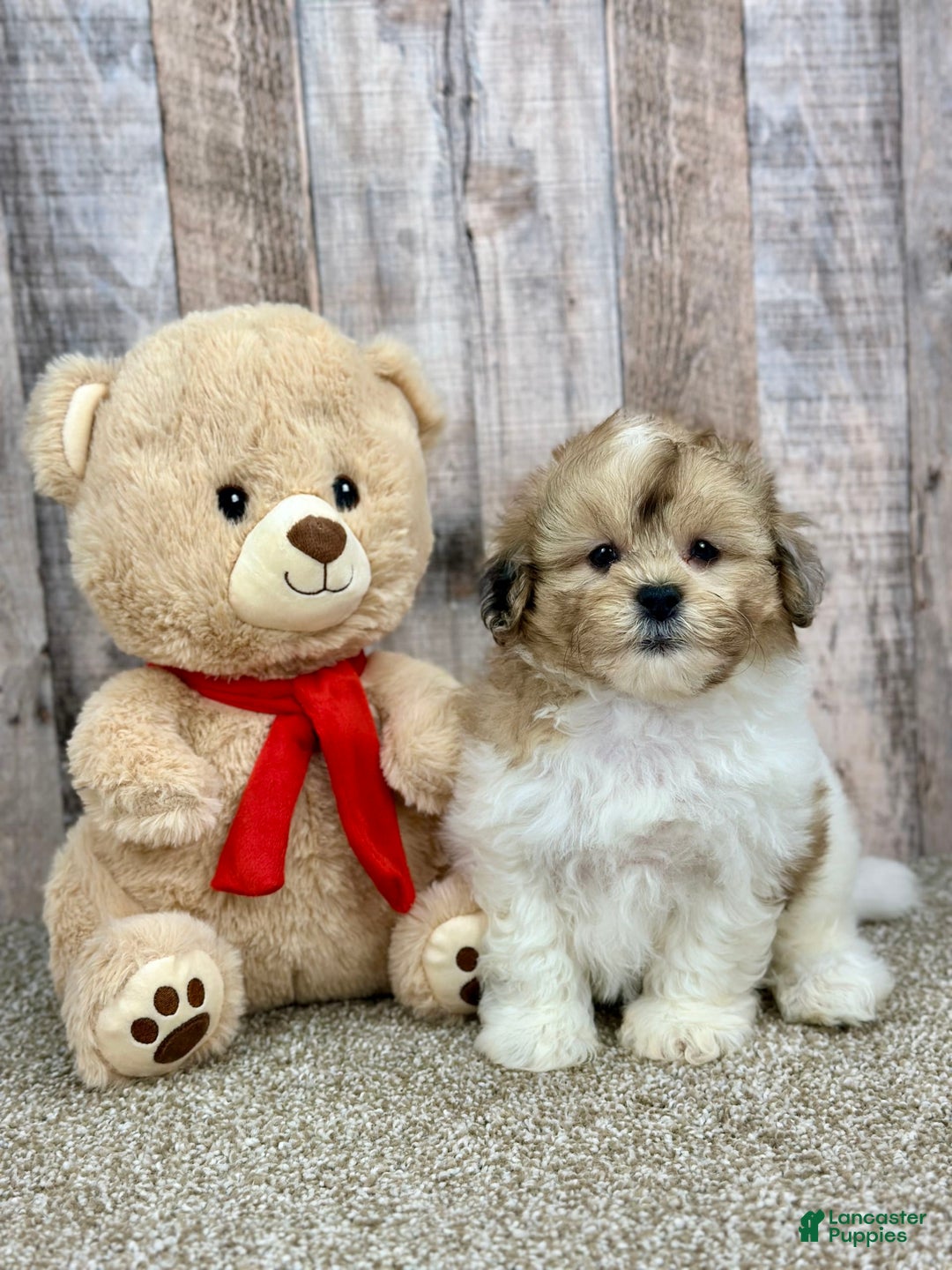 Shihpoo dogs for sale: Cupcake - Image 3