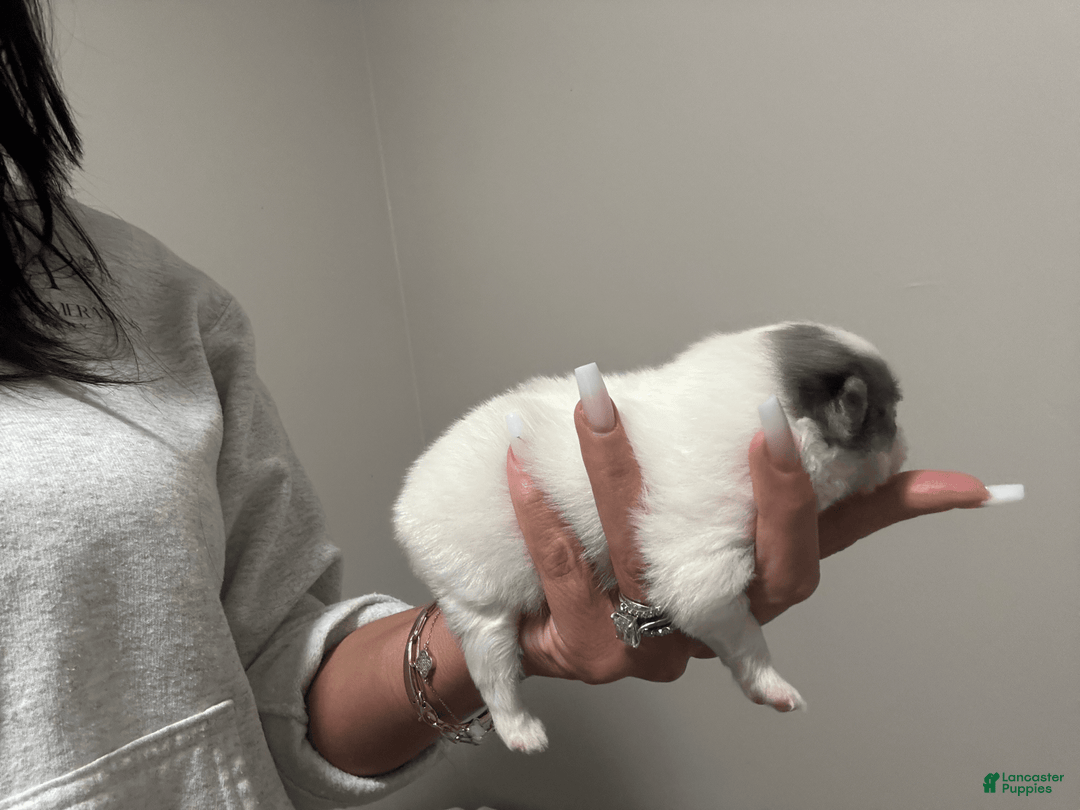 Pomeranian dogs for sale: Sebastian - Image 4