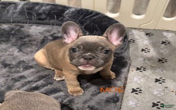French Bulldog dogs for sale: Zeus - Image 11