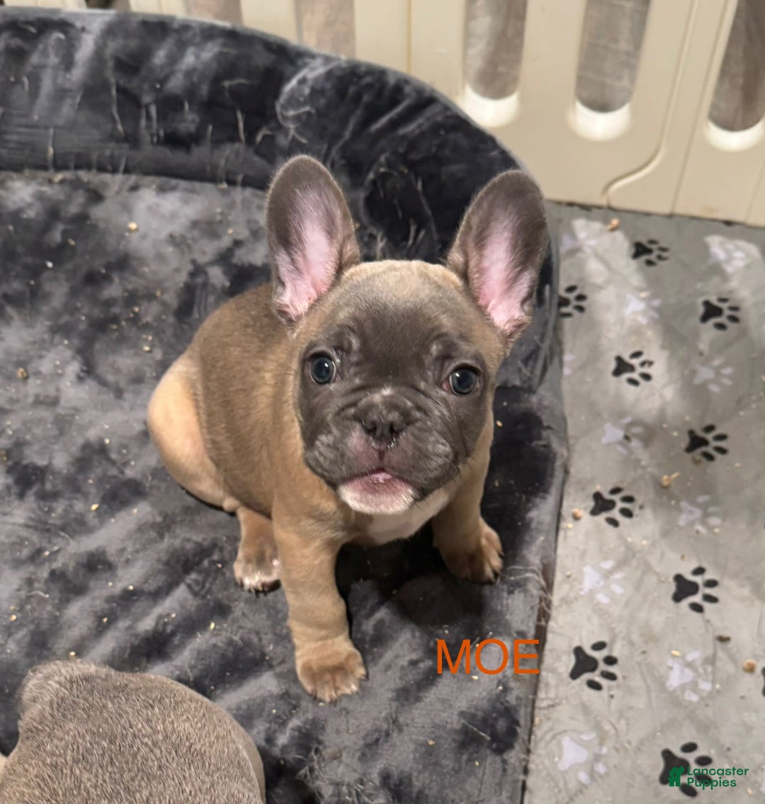 French Bulldog dogs for sale: Zeus - Image 11