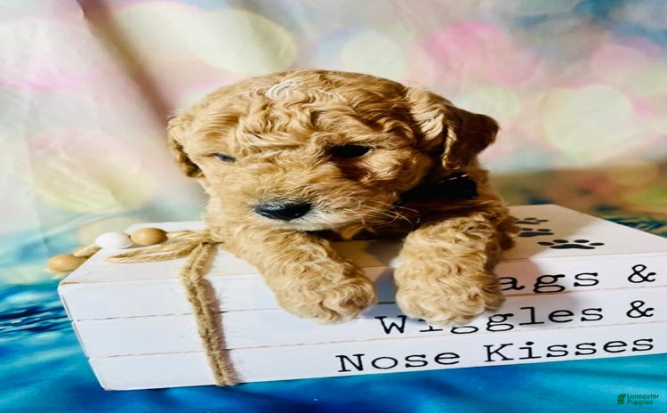 Mini Goldendoodle dogs for sale - Ad 1