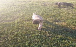 English Mastiff dogs for sale: Dark Green/red Boy  💚 ❤️ - Image 4