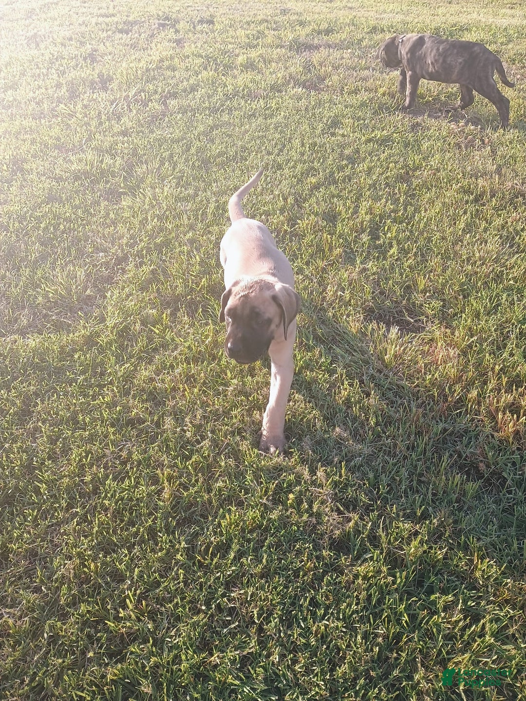 English Mastiff dogs for sale: Dark Green/red Boy  💚 ❤️ - Image 4