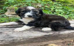 Bernedoodle dogs for sale: 💜 Mango Blossom - Image 5