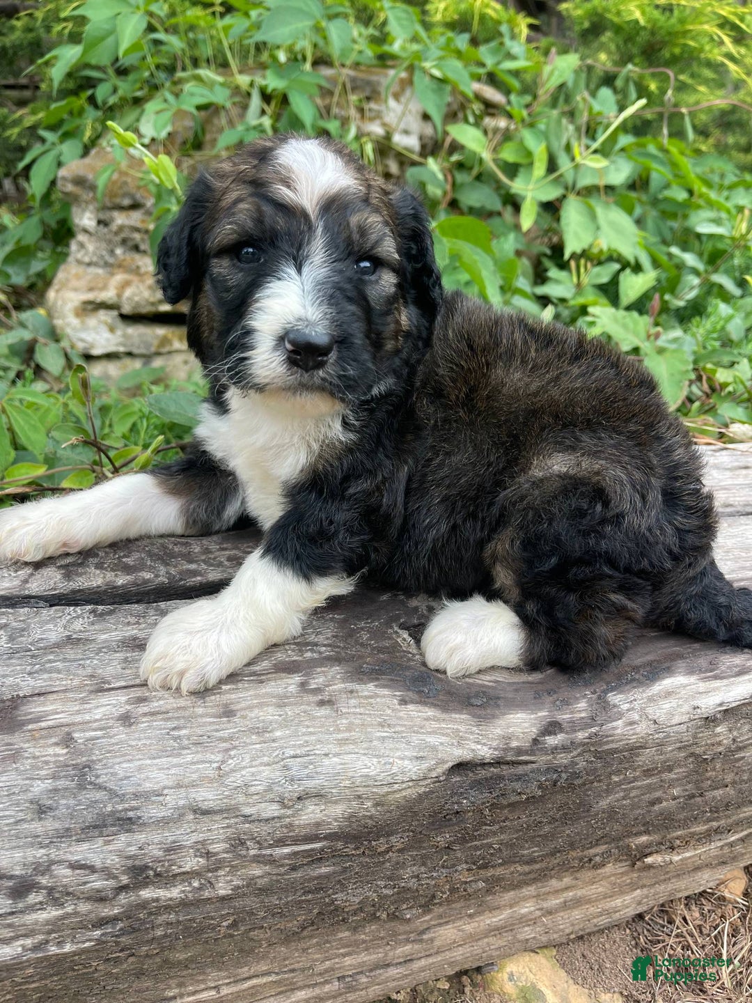 Bernedoodle dogs for sale: 💜 Mango Blossom - Image 5