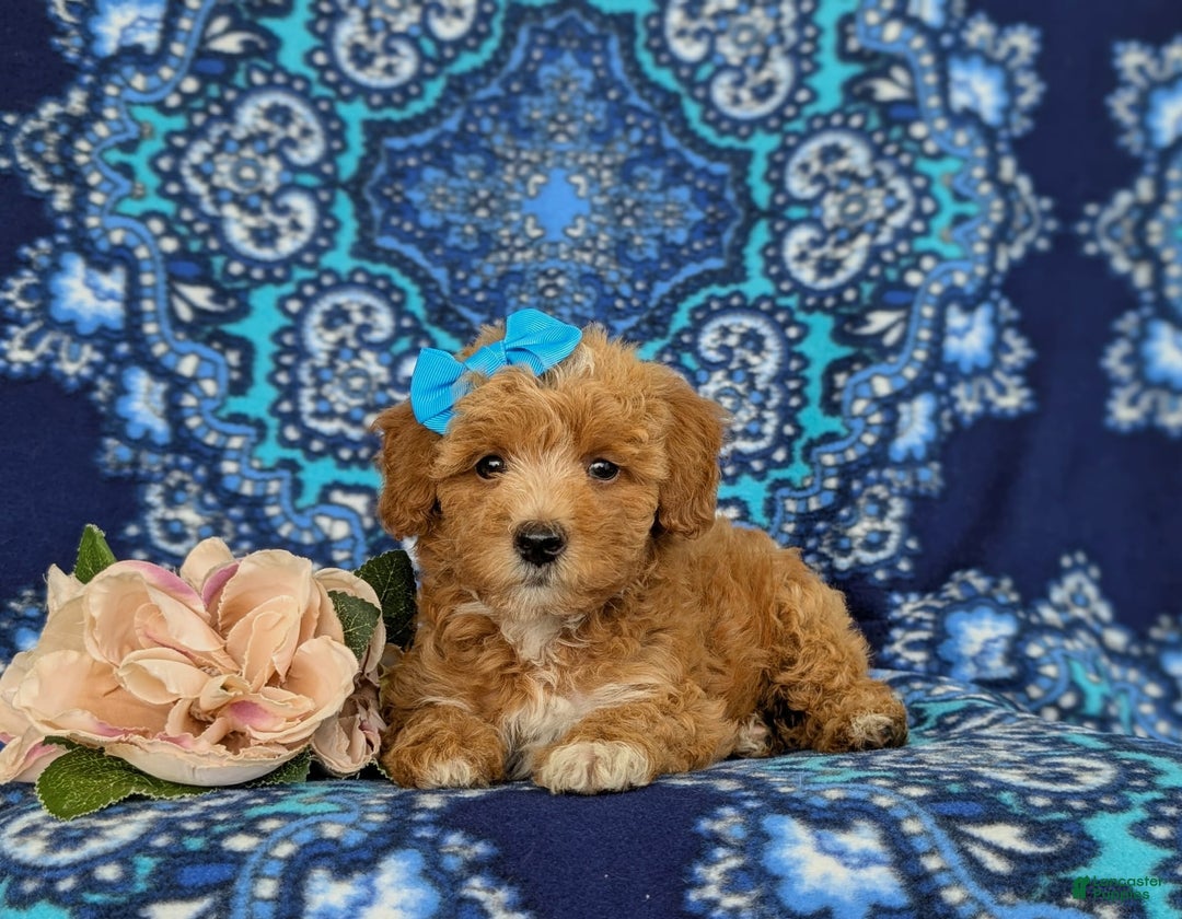 Bichpoo dogs for sale: Jillian - Image 5