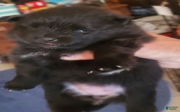 Pomeranian dogs for sale: Butterball - Image 12