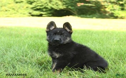 German Shepherd dogs for sale: German Shepherd 8 puppies - Image 15