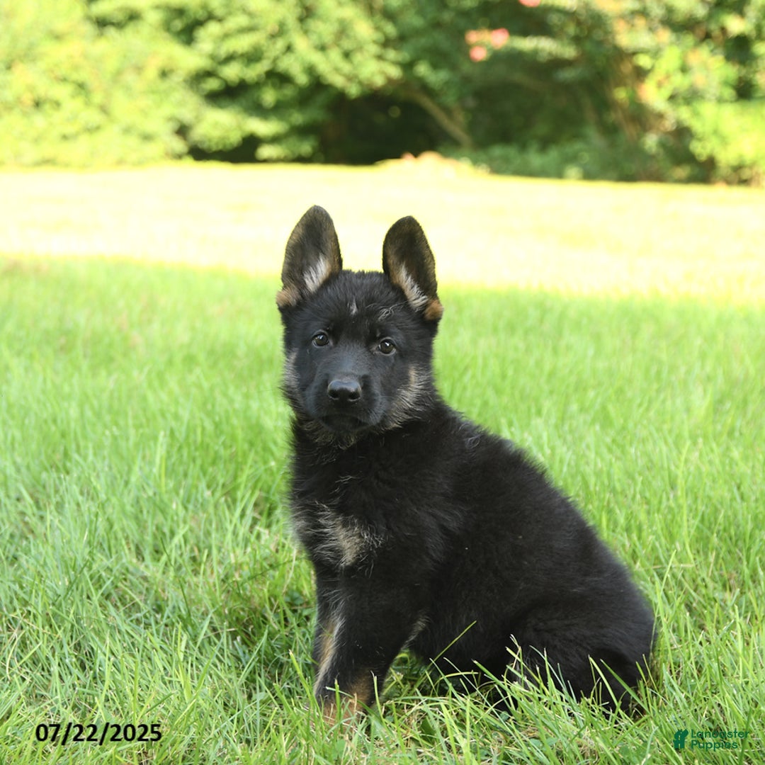 German Shepherd dogs for sale: German Shepherd 8 puppies - Image 15