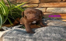 German Shorthaired Pointer dogs for sale: Janie - Image 1