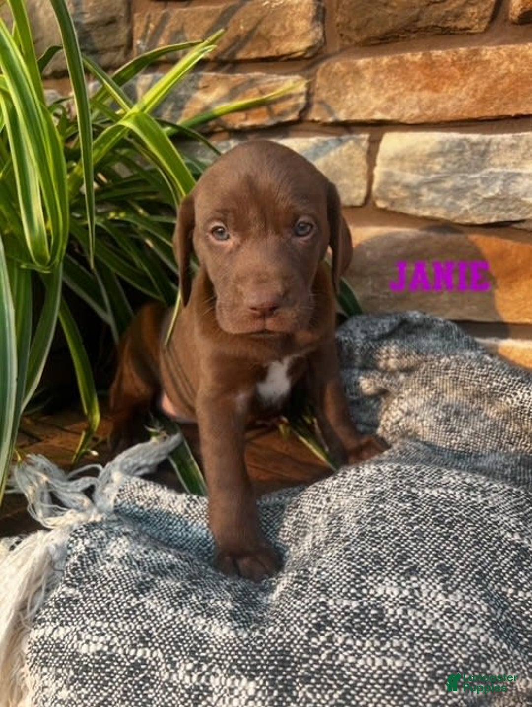 German Shorthaired Pointer dogs for sale: Janie - Image 1