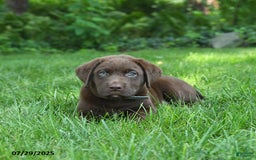 Labrador Retriever dogs for sale: Morris - Image 5